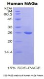 Human N-Acetylgalactosaminidase Alpha (NAGA) Protein