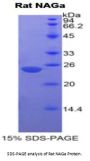 Rat N-Acetylgalactosaminidase Alpha (NAGA) Protein