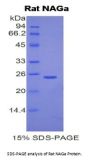 Rat N-Acetylgalactosaminidase Alpha (NAGA) Protein
