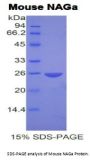 Mouse N-Acetylgalactosaminidase Alpha (NAGA) Protein