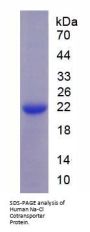Human Na-Cl Cotransporter (NCCT) Protein
