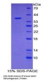 Mouse NADH Dehydrogenase 1 (ND1) Protein