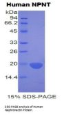 Human Nephronectin (NPNT) Protein