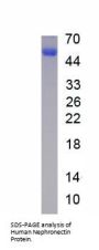 Human Nephronectin (NPNT) Protein