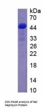 Rat Neprilysin / NEP (MME) Protein