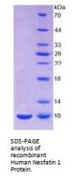 Human Nesfatin 1 Protein