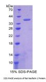 Rat Nesfatin 1 Protein