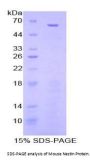 Mouse Nestin (NES) Protein