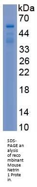 Mouse Netrin 1 (NTN1) Protein