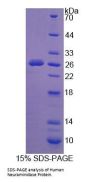 Human Neuraminidase (NEU) Protein
