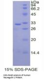Human Neuregulin 1 (NRG1) Protein