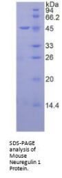Mouse Neuregulin 1 (NRG1) Protein