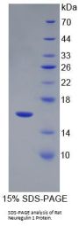 Rat Neuregulin 1 (NRG1) Protein