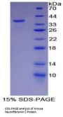 Mouse Neurofibromin 2 (NF2) Protein