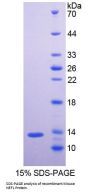 Mouse Neurofilament, Light Polypeptide (NEFL) Protein