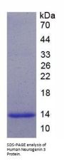 Human Neurogenin 3 (NEUROG3) Protein