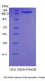 Rat Neuropilin 1 (NRP1) Protein