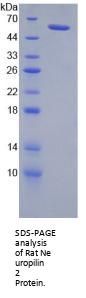 Rat Neuropilin 2 (NRP2) Protein