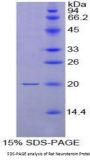 Rat Neurotensin (NT) Protein