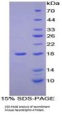 Mouse Neurotrophin 4 (NT4) Protein