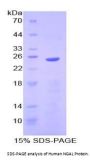 Human Neutrophil Gelatinase Associated Lipocalin / NGAL (LCN2) Protein