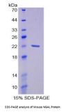 Mouse Neutrophil Gelatinase Associated Lipocalin / NGAL (LCN2) Protein