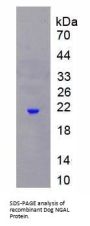 Dog Neutrophil Gelatinase Associated Lipocalin / NGAL (LCN2) Protein