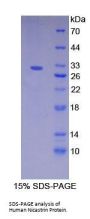 Human Nicastrin (NCSTN) Protein