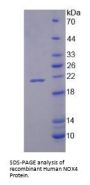 Human Nicotinamide Adenine Dinucleotide Phosphate Oxidase 4 (NOX4) Protein