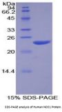 Human Nitric Oxide Synthase, Brain (NOS1) Protein
