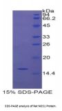 Rat Nitric Oxide Synthase, Brain (NOS1) Protein