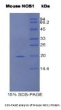 Mouse Nitric Oxide Synthase, Brain (NOS1) Protein