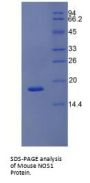 Mouse Nitric Oxide Synthase, Brain (NOS1) Protein