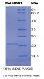 Rat Nitric Oxide Synthase, Brain (NOS1) Protein