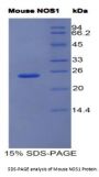 Mouse Nitric Oxide Synthase, Brain (NOS1) Protein