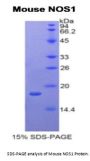 Mouse Nitric Oxide Synthase, Brain (NOS1) Protein