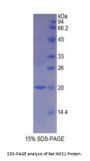 Rat Nitric Oxide Synthase, Brain (NOS1) Protein