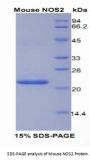 Mouse Nitric Oxide Synthase, Inducible (NOS2) Protein