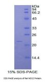 Rat Nitric Oxide Synthase, Inducible (NOS2) Protein