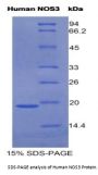 Human Nitric Oxide Synthase, Endothelial (NOS3) Protein