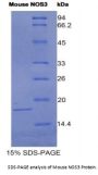 Mouse Nitric Oxide Synthase, Endothelial (NOS3) Protein