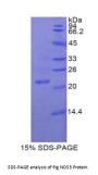 Pig Nitric Oxide Synthase, Endothelial (NOS3) Protein