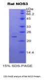 Rat Nitric Oxide Synthase, Endothelial (NOS3) Protein