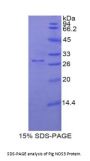 Pig Nitric Oxide Synthase, Endothelial (NOS3) Protein
