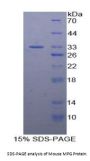 Mouse N-Methylpurine DNA Glycosylase (MPG) Protein