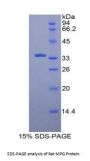 Rat N-Methylpurine DNA Glycosylase (MPG) Protein