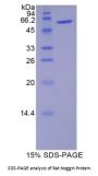 Rat Noggin (NOG) Protein