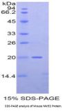 Mouse Non Metastatic Cells 2, Protein NM23B Expressed In (NME2) Protein