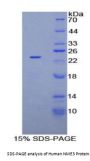 Human Non Metastatic Cells 3, Protein NM23A Expressed In (NME3) Protein