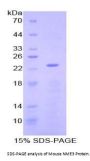 Mouse Non Metastatic Cells 3, Protein NM23A Expressed In (NME3) Protein